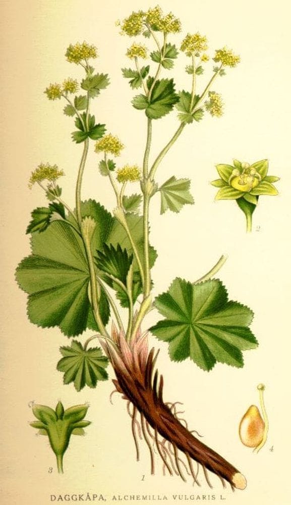 Alchemilla vulgaris